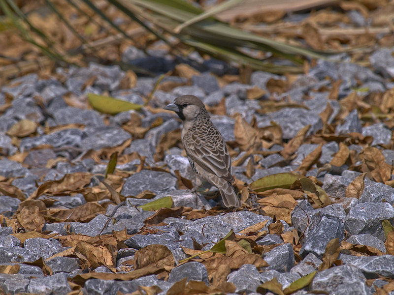Okaukuejo, Weaver Bird